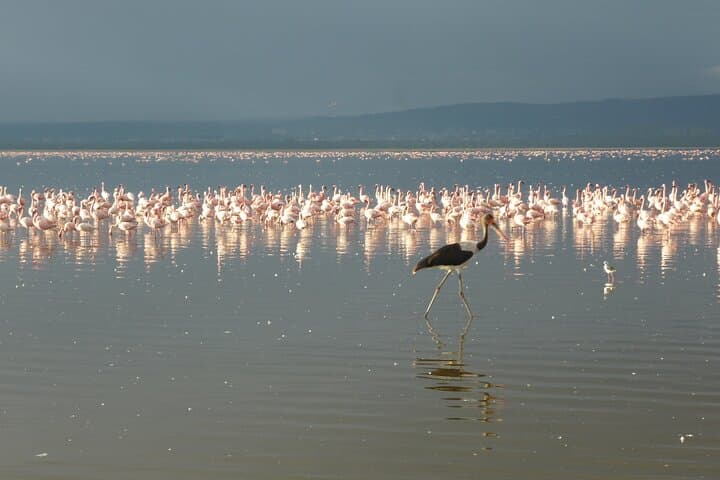 6 Days Birdwatching, Lake Baringo, kakamega Forest.