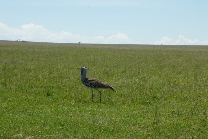 6 Days Birdwatching, Lake Baringo, kakamega Forest.