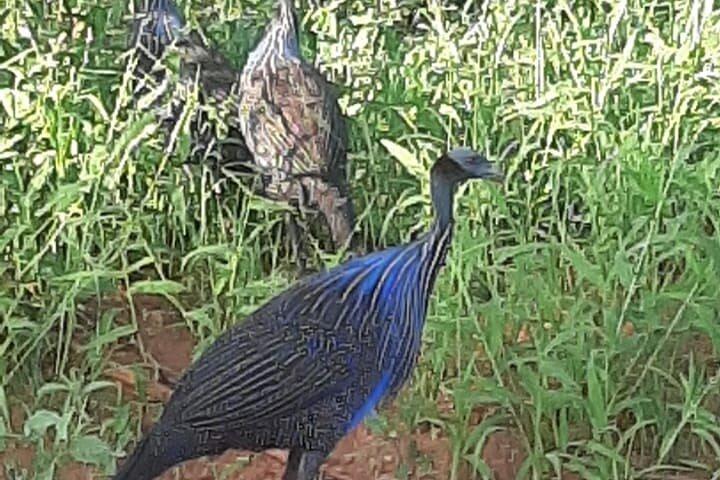 Safari d'observation des oiseaux de 5 jours.