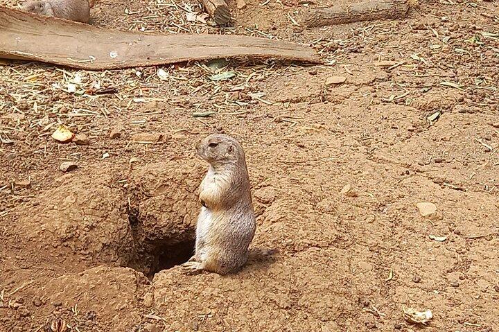 Albufeira Safari mit Krazy World Visit, Bones & Animals