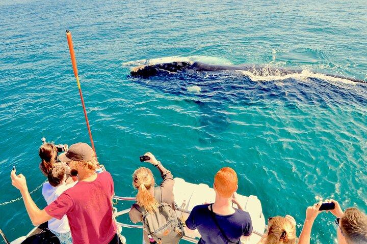 Private tur: Hermanus Whale observation båd tur & vinsmagning