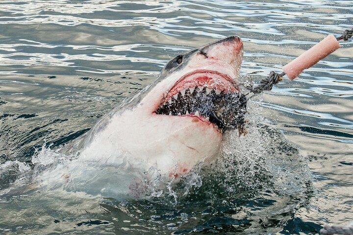 Le Cap : Excursion en cage aux requins et manchots à Gansbaai avec transferts privés