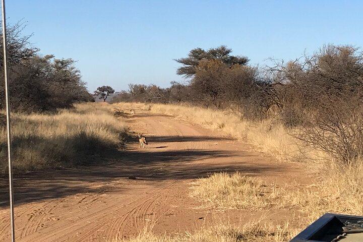 Safari Game Drive: Dinokeng Game Reserve