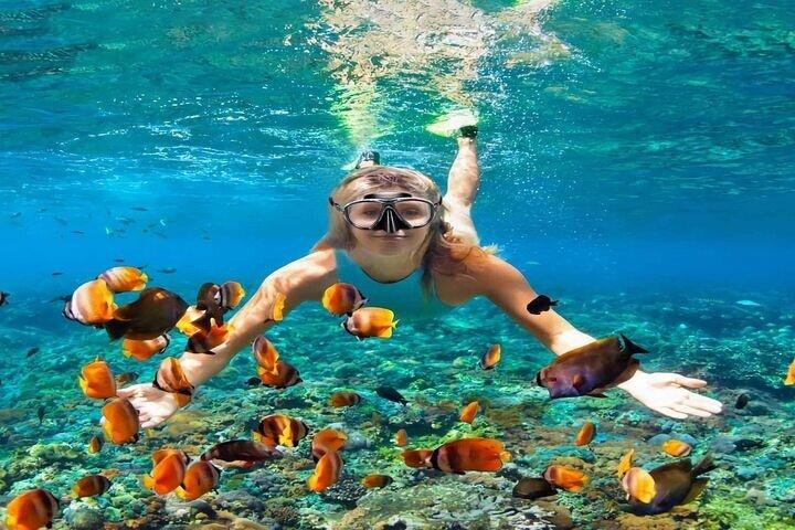 Ganztägiges Schnorchelerlebnis im Dolphin House mit Mittagessen