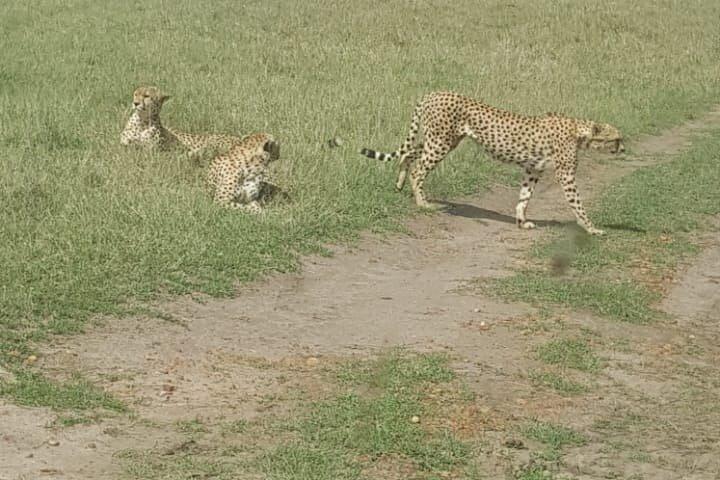 Safaris interactifs dans le Masai Mara