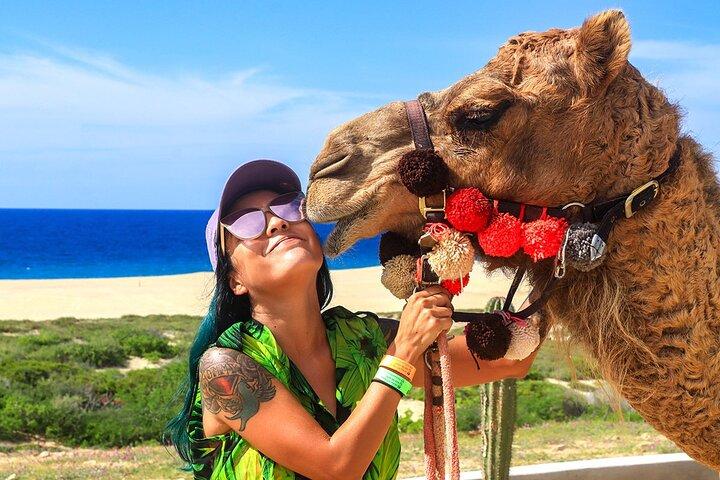 Los Cabos Camel Ride Adventure On The Beach