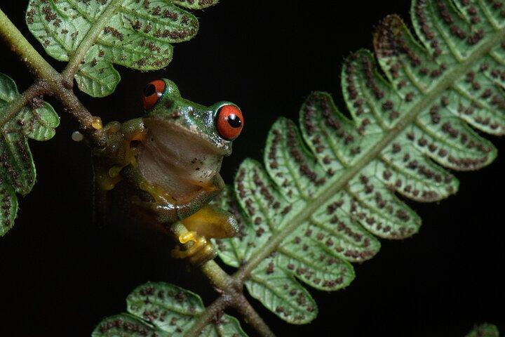 Experiencia de vida silvestre nocturna en Monteverde