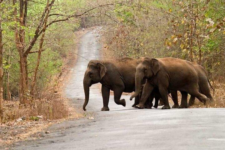 Hubli til Anshi National Park (Kali TigerReserve) & Goa Beach Tour