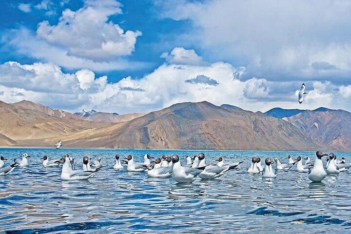 Pangong Delights: En minnesvärd dagsutflykt från Leh