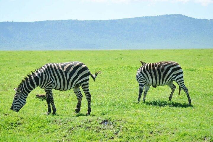 Safari de 5 días por el cráter del Ngorongoro y el lago Manyara desde Arusha