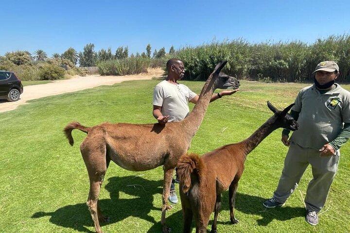 Excursão privada de 3 dias às pirâmides de Gizé, Cairo e Safari do Parque Africano