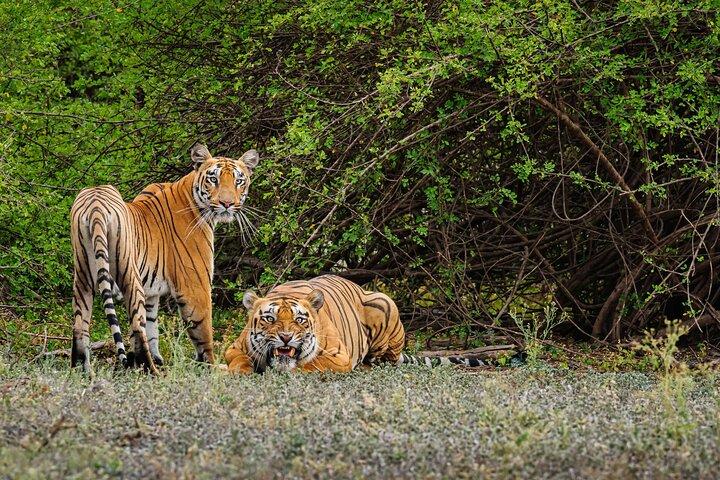 Goa to Anshi National Park, Extension to Wildlife Safari Tour