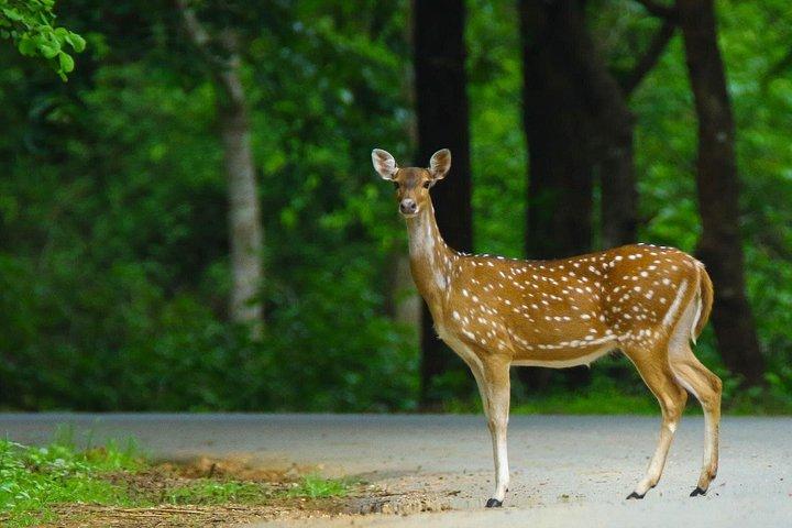 ゴアからアンシ国立公園、ワイルドライフサファリツアーの延長