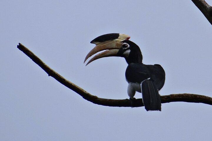 Hubli til Anshi National Park (Kali TigerReserve) & Goa Beach Tour