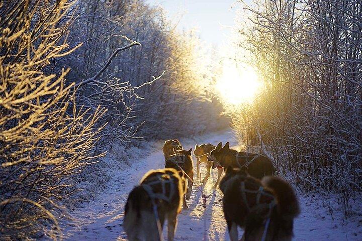 Tour en traîneau à chiens et câlins avec des huskys