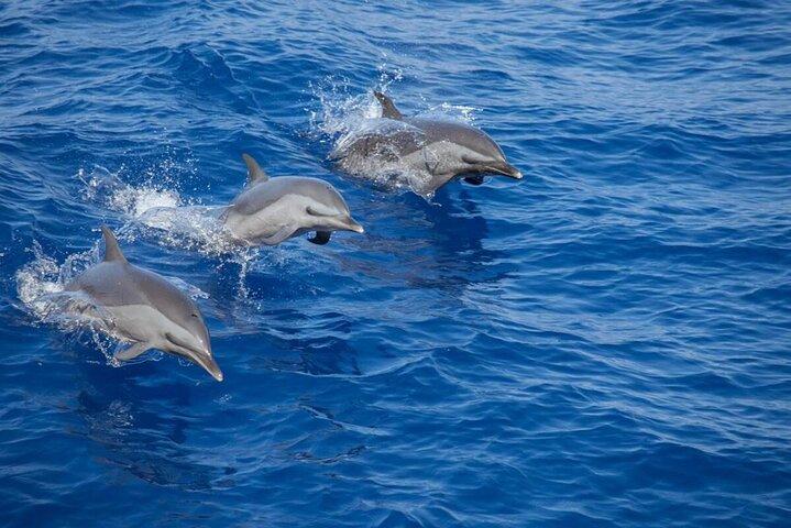 マスカット海の宝石、デイマニヤット諸島