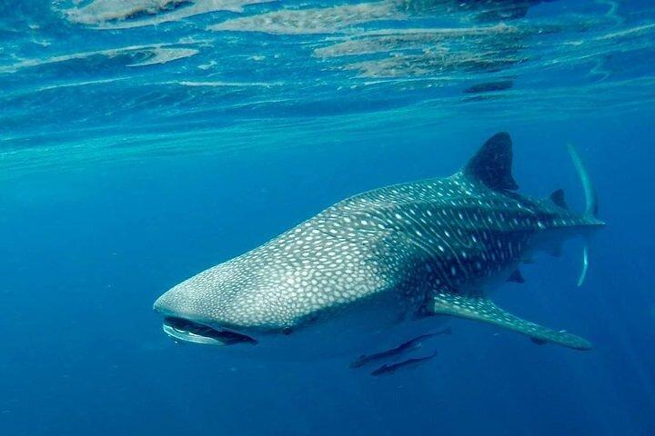 マスカット海の宝石、デイマニヤット諸島