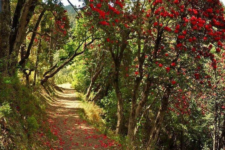 Randonnée d'une journée à Kaflani - Mussoorie