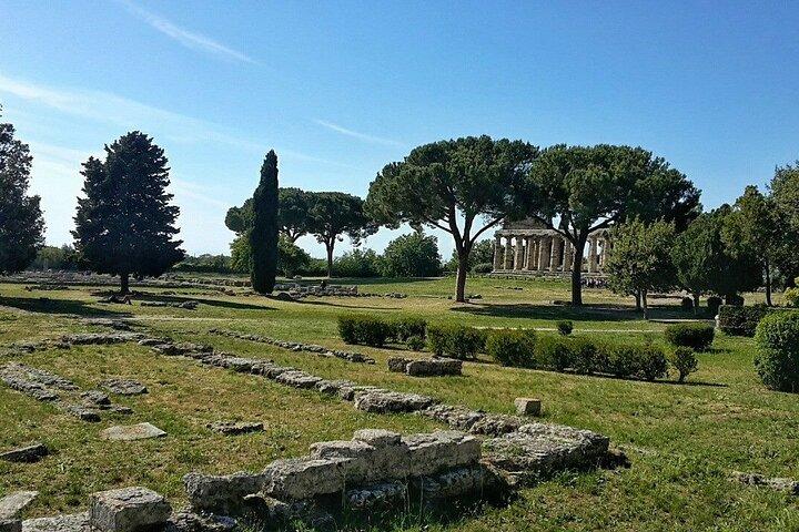 Paestum och Buffalo Farm Day Tour från Sorrento