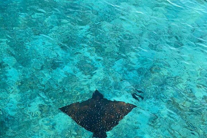 ムネンバ島のサンゴ礁でのプライベート ドルフィン ツアーとシュノーケリング