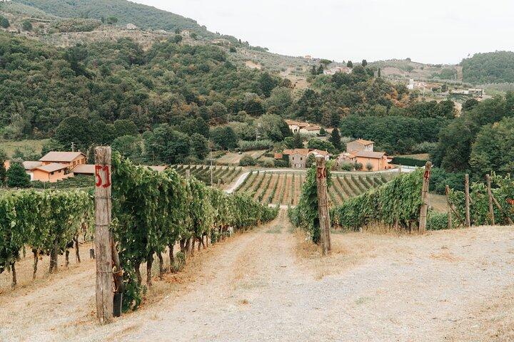 Lucca: Wine Tasting Experience - Tenuta Adamo Winery