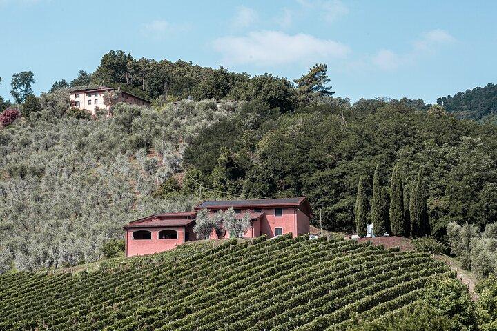 Lucca: expérience de dégustation de vin - Tenuta Adamo Winery