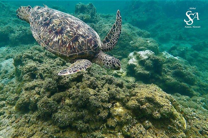 Schnorchelabenteuer auf Kauai