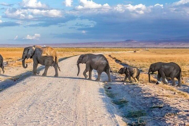Safari Manyara et Tarangire de 3 jours au cratère du Ngorongoro au départ d'Arusha