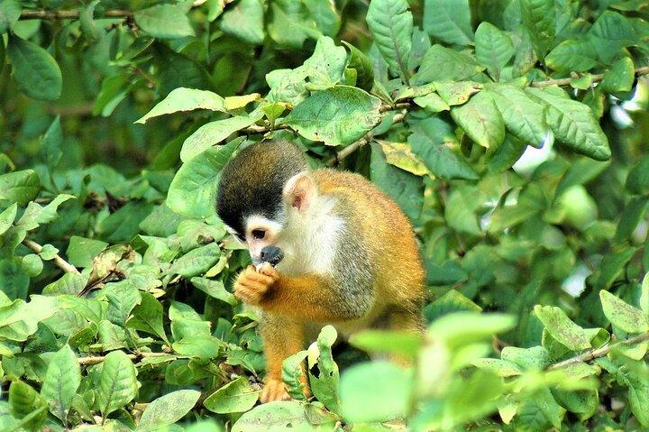 Excursão de um dia ao mangue de Térraba-Sierpe de barco de Sierpe