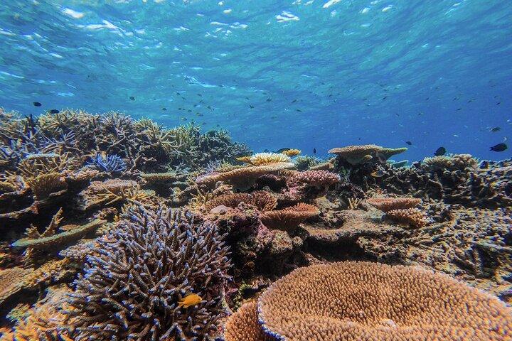 Okinawa Iriomote Island 1 dag Werelderfgoed "Zee x Rivier" 2 grote klassieke cursussen (snorkelen op Baras Island & mangrove SUP of kanoën)
