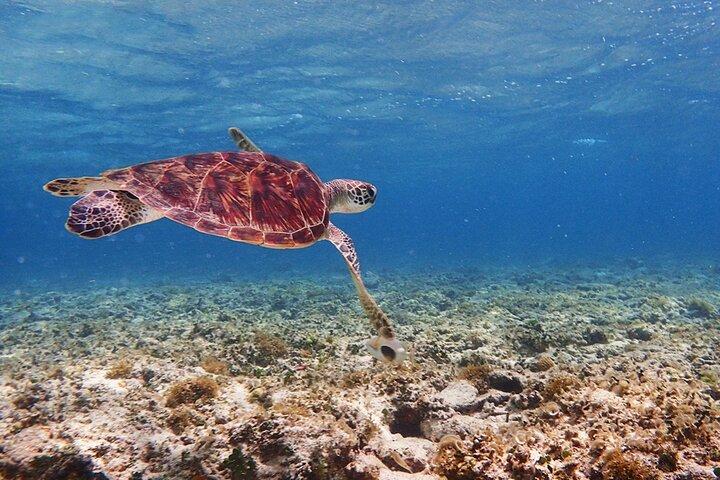 Okinawa Ishigaki Kabira Bay SUP o Canoa e Snorkeling nella Grotta Azzurra
