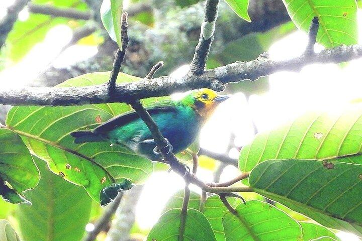 Visite des oiseaux endémiques dans le Salento