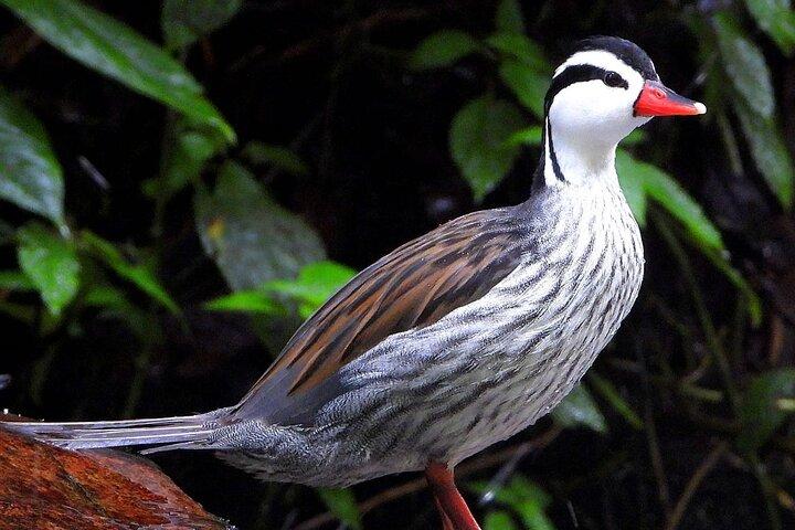 Visite des oiseaux endémiques dans le Salento