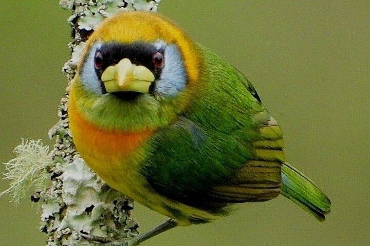 Visite des oiseaux endémiques dans le Salento