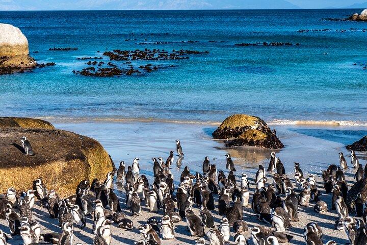 Cape Peninsula Private Tour med indgangsbilleder til Cape of Good Hope og Penguins