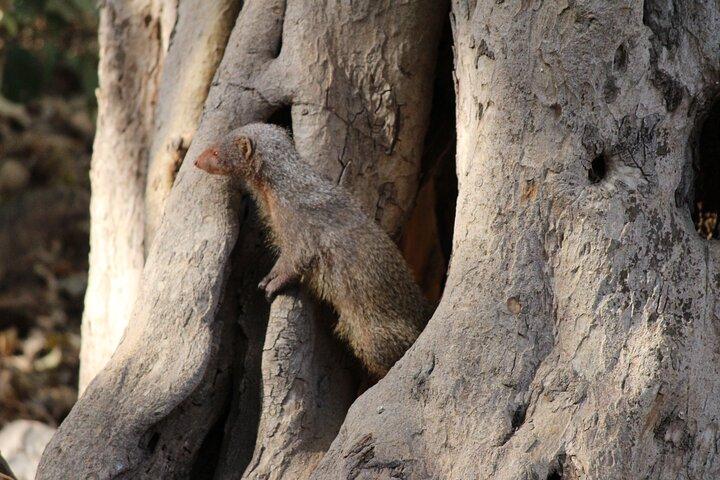 Privater Ganztagesausflug nach Ranthambore