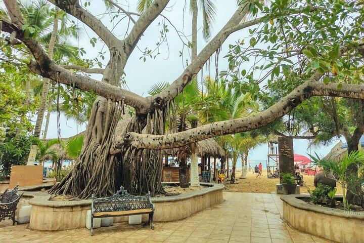 Visite privée d'une journée à Sayulita et San Pancho