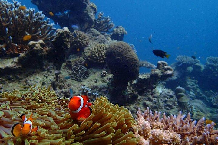 カオラックからの海の星アンダマンによるシミラン諸島シュノーケリングツアー