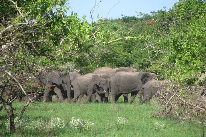 Safari Económico de 1 Dia na Reserva Especial de Maputo (Parque Nacional de Maputo)