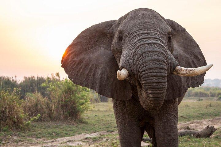 8 dias melhor do safari em Uganda