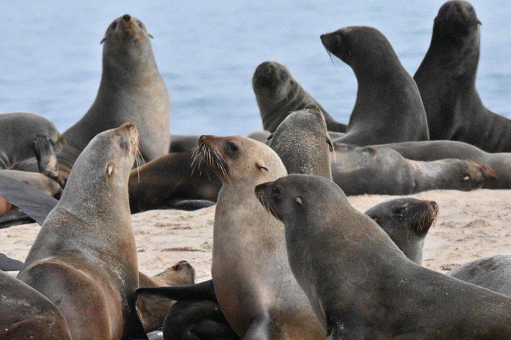 Skeleton Coast Cape Cross Seal kolonitur