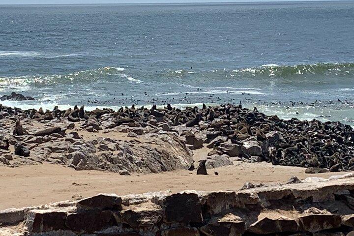 Skeleton Coast Cape Cross Seal kolonitur
