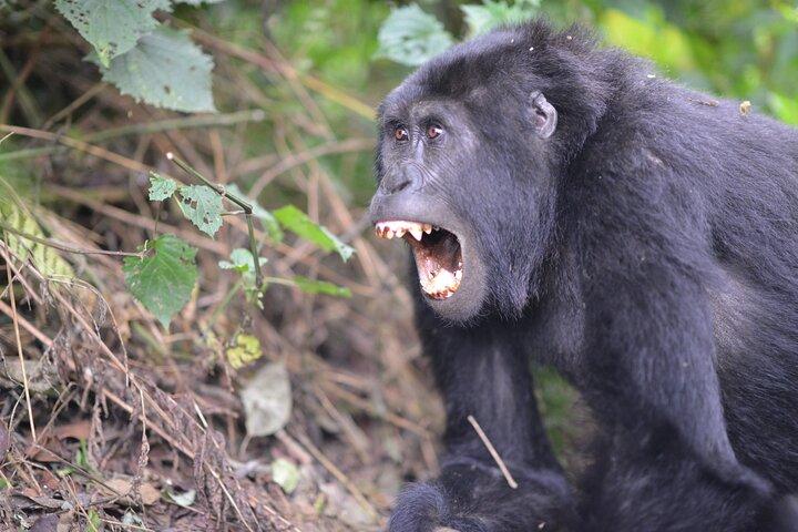 3 Dias Uganda Gorilla Trekking Safari no Parque Nacional de Bwindi