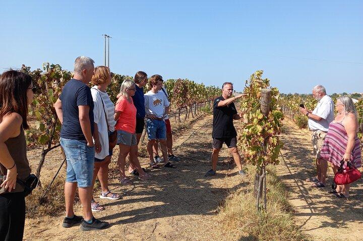 Vinelskere: Winery Tour med smagning og tapas (Albufeira/Vilamoura)