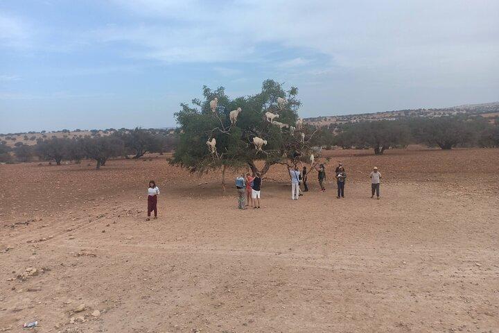 Essaouira-dagexcursie met gids vanuit Marrakech