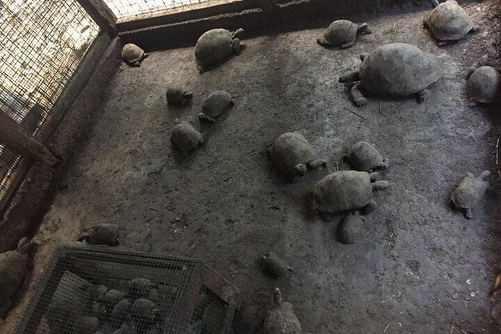 Visite privée de Prison Island, Stone Town et Spice Farm
