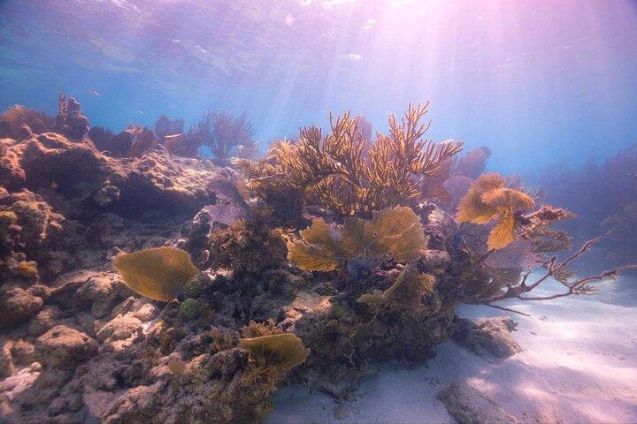 Guided Shallow 2 Tank Dive Trip apenas para mergulhadores de mergulho certificados!