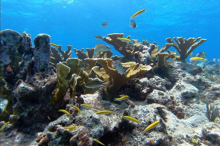 Guided Shallow 2 Tank Dive Trip apenas para mergulhadores de mergulho certificados!