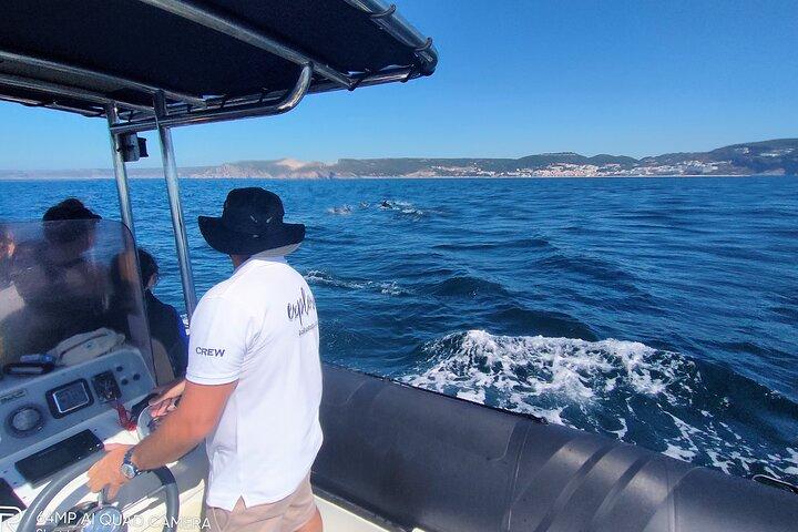 Sesimbra : Arrábida Delfin og hval iagttagelse tur med biolog