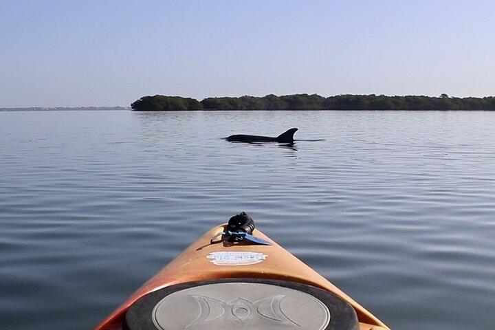 Passeio de caiaque com pedal Lido Key em Sarasota
